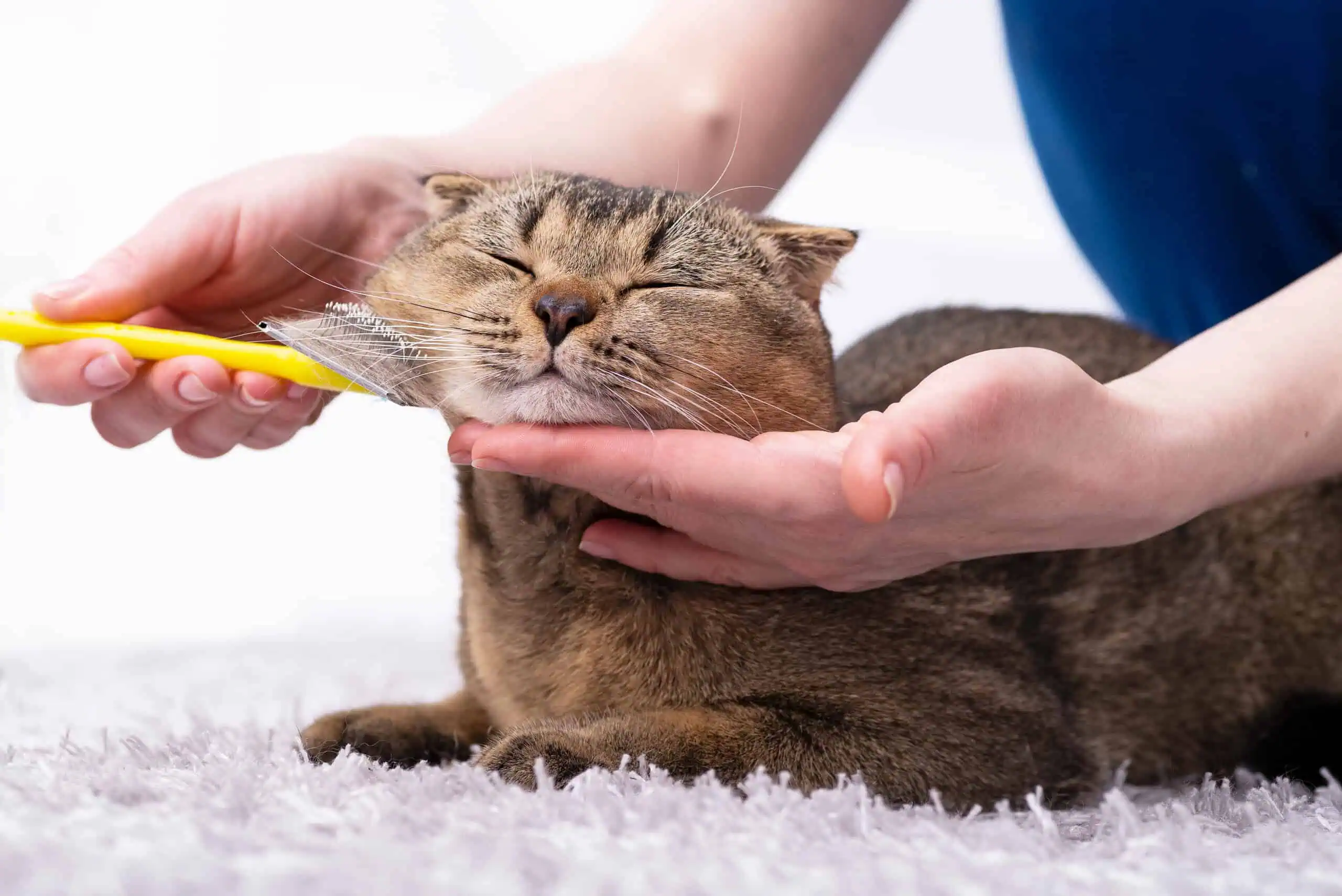 Pet Grooming Insurance Texas