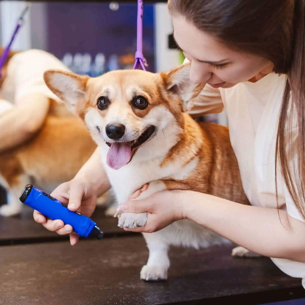 Pet Grooming Insurance Texas