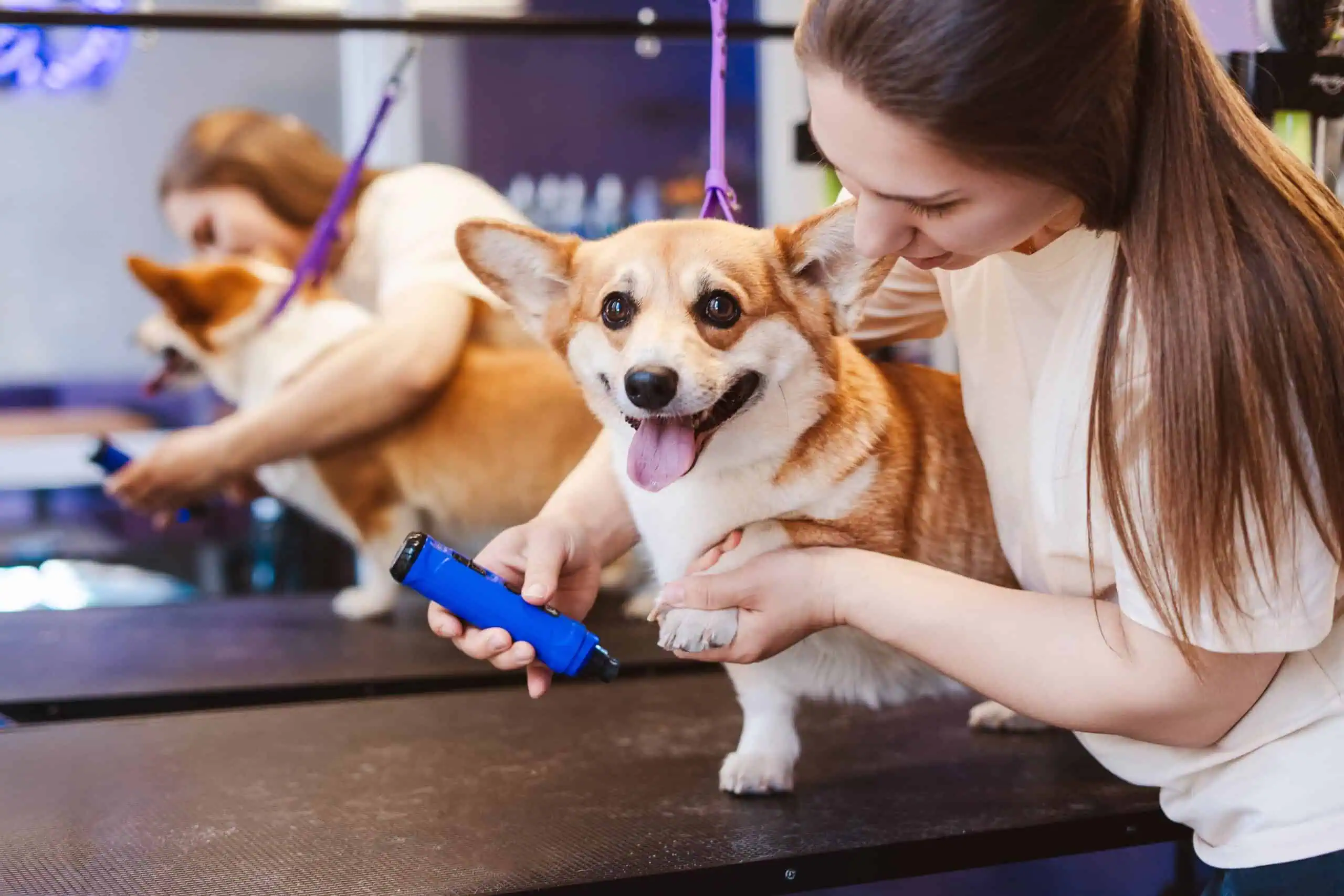 Pet Grooming Insurance Texas